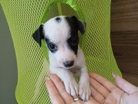 Jack russell yavru