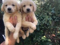 Golden retriever yavrular