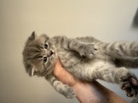 PRENSES VE PRENS KEDİLERİM