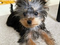 Evinizin neşesi yorkshire terrier