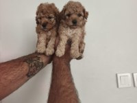 Toy poodle bebekler
