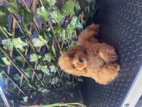 Poodle Yavrumuz