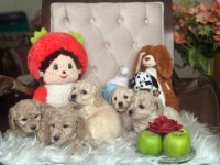 EN GÜZEL TOY POODLE YAVRULAR ANKARA MAĞAZAMIZDA GÖRÜN