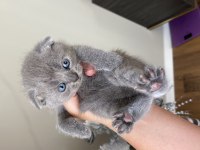 Orijinal Irk Scottish Fold