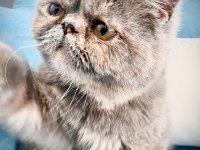 Exotic Shorthair Ücretsiz Sahiplendirilecektir