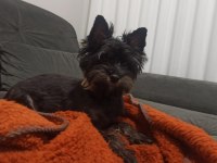 Samimi ve içten akıllı yorkshire terrier