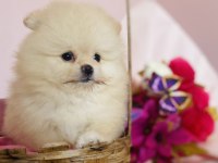 Ayı Surat Pomeranian Yavrular