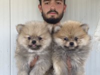 A KALİTE POMERANIAN BOO YAVRULARI