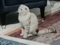 Sahiplendirilecek 1 yaşında kedimiz