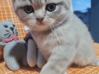 British shorthair dişi yavru