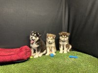Kutuplardan Gelen Güzellik Alaskan Malamute Yavruları