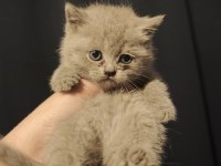 1.5 Aylık British Shorthair Fıstıklar