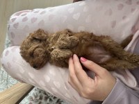 SEVİMLİ KORE TOY POODLE BEBEKLER