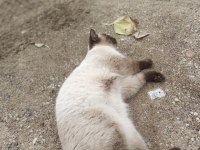 Bir çift kedimiz aşık kumrular