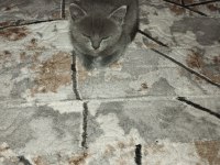 Sahiplendirilecek scottish fold kedisi
