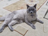 British Shorthair Bende Buradayım Evimi Arıyorum