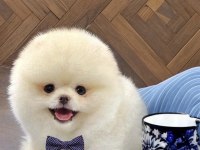 BEYAZ ERKEK ORJİNAL POMERANİAN IRK GARANTİLİ GEL GÖR AL