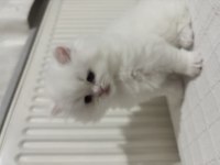 British longhair yavrusu