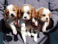 Cavalier king charles dişi ve erkek köpekler