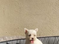 Teslime hazır maltese terrier yavrular