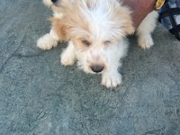 Terrier güzel yavrularımız