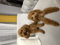 Orijinal Toy Poodle Yavruları