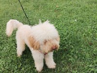Sahiplendirilecek toy poodle