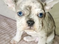 French Bulldog yavrularımız ırk garantilidir A KALİTE