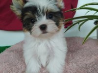 Biweryork terrier