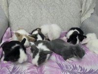 Cüce tavşan ve lop tavşanlar