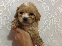 Ev Doğumlu Irk Sağlık Garantili Maltipoo Bebek