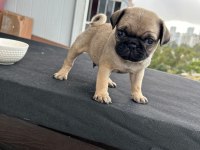 Pug mops kaliteli son yavrularım