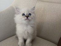 MAVİ GÖZLÜ BRİTİSH LONGHAİR