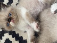 İran Persian blue point