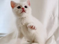Şişman ve Enerjik Sevimli Beyaz British Shorthair