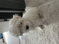 3 aylık yavru orijinal maltese terrier