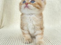 By22 Erkek yavru safkan british shorthair