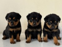A Kalite Rottweiler Bebekler