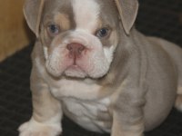 KALİTESİ ORTADA BULLDOG YAVRULARIMIZIN