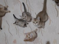 British shorthair yavrularımız