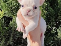 Egzotik French Bulldog Yavrular