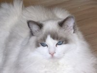 Secereli Ragdoll Yavrulari