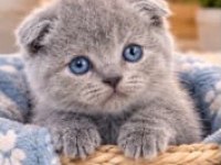 Mavi gözlü blue point scottish fold yavrular