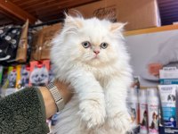 EGZOTİK İRAN KEDİSİ YAVRULARIMIZ