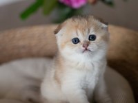 Yuvarlak Hatlı Golden Scottish Fold