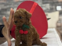 Toy poodle yavrusu tarçın rengi ve 2 kilo kalıyor