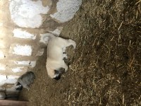 Orjinal Güdük Kangal Yavruları