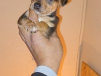 Pinscher yavrumuz