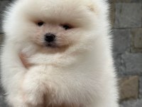 Pomeranian yavrularıma aile arıyoruz