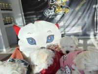 shoooowwww kalite maltese terrier yavrular ankara mağazmzd